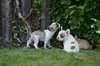 Chiots bouledogue français
