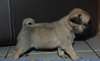 Adorable chiots carlin