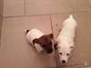 chiots Jack russell - photo 1
