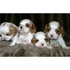 Chiots type cavalier king charles