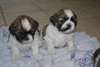 Supebes chiots shih-tzu lof