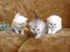Chatons type persan non loof