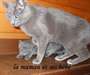 Chatons type chartreux disponibles