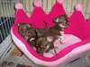 Adonner Magnifiques Chiots Chihuahua Chocolat lof - photo 1