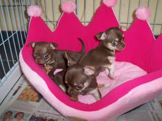 Adonner Magnifiques Chiots Chihuahua Chocolat lof