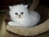adorables chatons persans chinchilla et silver