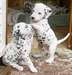 Adorable chiots Dalmatien