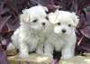 Superbe Bichons Maltais