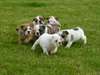 A r&#233;server magnifiques chiots bulldog anglais LOF - photo 1