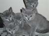 2 Adorables Chatons Chartreux