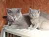 2 Adorables Chatons Chartreux - photo 2