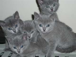 2 Adorables Chatons Chartreux