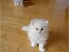 Très mignons chatons Pure race de type Persan