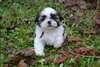 Adorables chiots type Shih Tzu