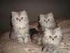 3 magnifiques et adorables chatons persan