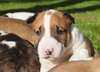 Disponible chiots Bull Terrier non LOF - photo 2