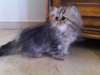 Très beau chaton persan mâle à céder