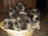 chiots type berger allemand