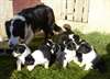 chiots type border collie