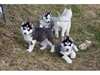Tres beaux chiots type husky siberien a reserver - photo 1