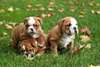 Magnifiques chiots bulldog anglais - photo 1