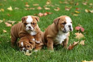 Magnifiques chiots bulldog anglais