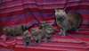 beaux chatons chartreux loof lignée champions