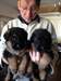 Chiots berger allemand au L.O.F
