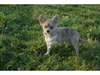 femelle chihuahua aux yeux bleu
