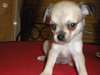 Magnifiques "bb type chihuahuas non loof"