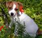 Chiots jack russell terrier