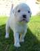 Superbes chiots boxer blancs