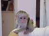 Jolis bebes singes capucins a adopter