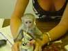 Adorable bebe singe capucin !!! male et femelle en