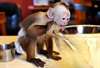 Animaux magnifique singe capucin vaccinée