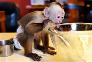 Animaux magnifique singe capucin vaccin&#233;e