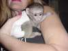 Je donne mon Bébé singe Capucin en Adoption