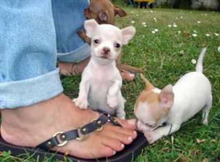 Chiots type chihuahua tr&#232;s jolie