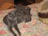 Chatons chartreux Loof