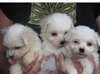 chiots bichon maltais minis lof