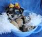 Chiots Yorkshire Terrier Pure Race