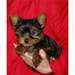 Adorable Yorkshire Terrier