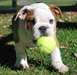 Super Beau Chiots Bulldog Anglais - photo 1
