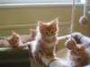 Chatons Maine Coon à Vendre