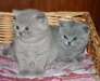 des sublimes chiots british shorthair