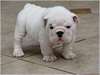 Chiot Bulldog Anglais