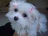 Bichon maltaise chien de petite taille