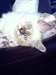 Disponible adorable chaton sacré de birmanie