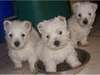 Magnifiques bb westie