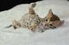 SUBLIMES CHATONS BENGAL